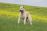 IRISH WOLFHOUND 005